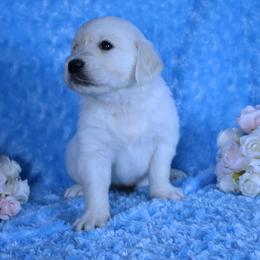 Boy 6th pick - male Golden Retriever puppy in Pasadena, Maryland from Promise Land