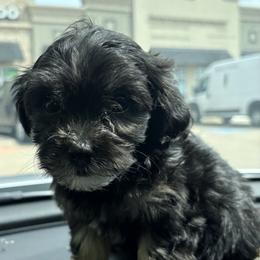 Boy 2 - White male Maltese puppy in Saginaw, Texas from Sweetface Maltese