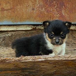 Ramsey - Black and tan male Pembroke Welsh Corgi puppy in Cheyenne, Wyoming from JD's Corgi Kennel