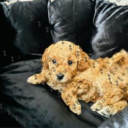 Cookie - Brown female Maltipoo puppy in Mahwah, New Jersey from Awwws-n-Pawws