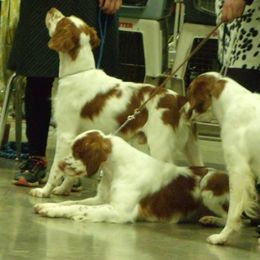 Brittanys from High Country Brittany's