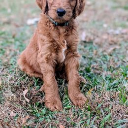 Mr. Green - Red  male Goldendoodle puppy in Greenwood, Louisiana from GoldenFido
