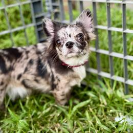 Pixie - Merle female Chihuahua puppy in South Bend, Indiana from Royalty Kennels