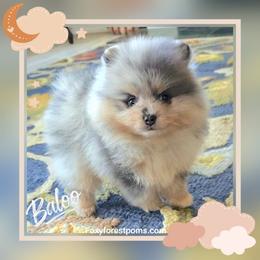 Baloo - AKC - Blue merle male Pomeranian puppy in Eatonville, Washington from Foxy Forest Poms