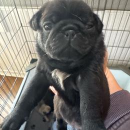 Female - Black male Pug puppy in Olivia, Minnesota from Holland Pugs