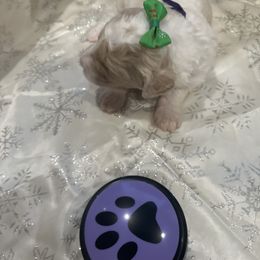 Sienna - Parti female Poodle puppy in Mobile, Alabama from Semmy’s Standard Poodle LLC