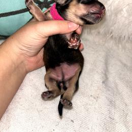 Saga - Cream female Dachshund puppy in Mobile, Alabama from Ruff Patch Doxie Den