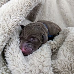 Dilute Retriever and Labrador Retriever Puppies from LC Hunting Labs, LLC.
