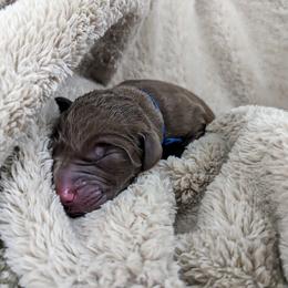 Dilute Retriever and Labrador Retriever Puppies from LC Hunting Labs, LLC.