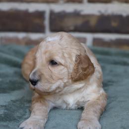 Mira - Apricot female Goldendoodle puppy in Macclenny, Florida from Baker County Goldendoodles