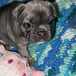French Bulldog Puppies from Kingdom Cubz Kennel