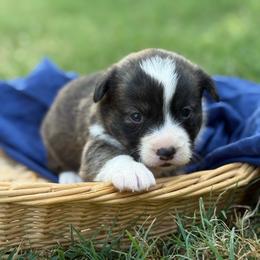 Red collar - Brindle and white male American Corgi puppy in Nashville, Arkansas from Whisenhunt Farms