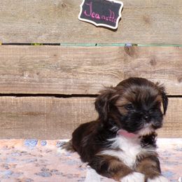 Jeanette - Red gold female Lhasa Apso puppy in Jefferson, New York from Absolute Lhasa Love
