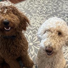 Goldendoodles from Ella’s Oodles of Doodles