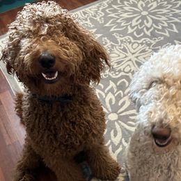 Goldendoodles from Ella’s Oodles of Doodles