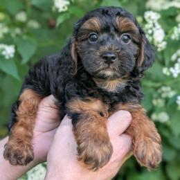 Wednesday - Black and tan male Yorkipoo puppy in Coshocton, Ohio from Forever Family Puppies