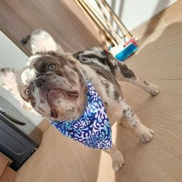 French Bulldog Puppies from Nicholepups