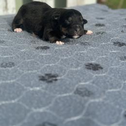 Buggs - Black tri-color female Australian Shepherd puppy in Laotto, Indiana from Circle B working Aussies