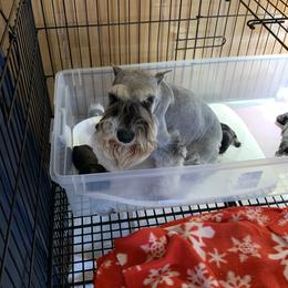 Truffles - Miniature Schnauzer