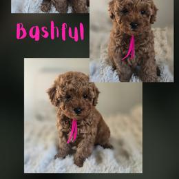 Bashful - Red  female Goldendoodle puppy in Newdale, Idaho from Canyon Creek Puppies