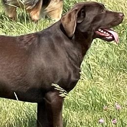 Labrador Retrievers from Cabin Creek