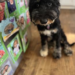Bernedoodle and Goldendoodle Puppies from Paws 4 Doodles, LLC