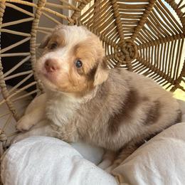 Sadie - Red merle female Australian Shepherd puppy in Grants Pass, Oregon from Carmel Mountain Aussies