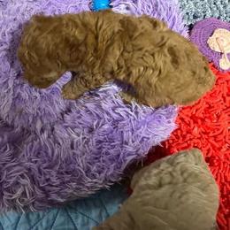 Boys - Cream male Poodle puppy in Lexington, Tennessee from Jm’s Precious Poodles
