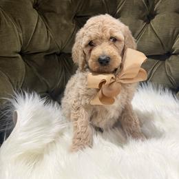 Huggsie - Gold male Australian Labradoodle puppy in Leonard, Texas from Laird Farms