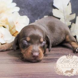 AKC Aster - Chocolate and tan female Dachshund puppy in Christiansburg, Virginia from Little Legs Luxury Dachshunds LLC