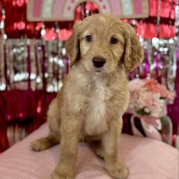 Werthers - Red  male Goldendoodle puppy in Tybee Island, Georgia from Castaway Doodles