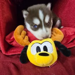 Jolly - Black tan and white male Siberian Husky puppy in Kansas City, Missouri from Anuun's Huskies