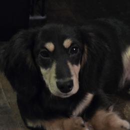 Remy - Dachshund