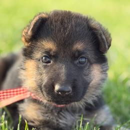 Girl 1 - Black and tan female German Shepherd puppy in La Salle, Colorado from Pure Heart German shepherds