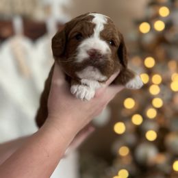 Joy - Red  female Goldendoodle puppy in Apopka, Florida from The Classic Doodle