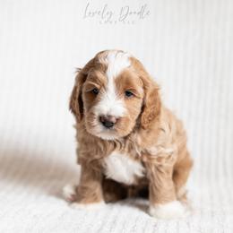 Brown Collar Boy - Caramel ice male Australian Labradoodle puppy in Thousand Oaks, California from Lovely Doodle Lane