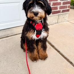 Tug - Bernedoodle
