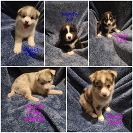 Pomsky Puppies from Ultimate Pomskies LLC