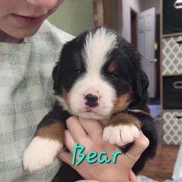 Bear - Black rust and white male Bernese Mountain Dog puppy in Auburn, Indiana from Swamp Creek Berners