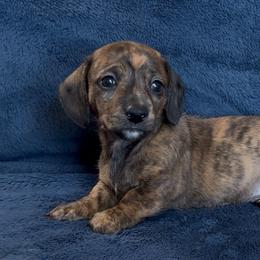 Apple - Brindle male Dachshund puppy in Escalon, California from Dashing Dachshunds RF