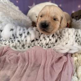 Girl 3 (Rollei) (red collar) - Light golden female Golden Retriever puppy in Hubbard, Ohio from Whickering Pines Golden Retrievers