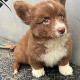 Jack Skellington - Liver and white male American Corgi puppy in Grants Pass, Oregon from KnR Antler Dogs