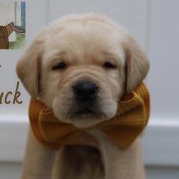 Friar Tuck - Yellow male Labrador Retriever puppy in Ocala, Florida from Moon river Labradors