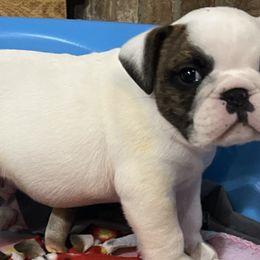 Whitey - White male Bulldog puppy in Salem, Illinois from Itsabulldogthing