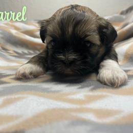 Barrel - Brindle male Shih Tzu puppy in Houston, Texas from Pup Paw-lace