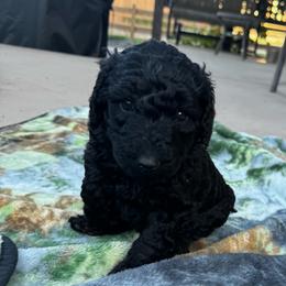 TANGO - Black female Poodle puppy in Thornton, Colorado from Shandy Poodle