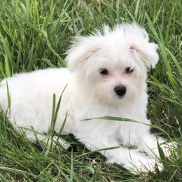 Brodie - Maltese