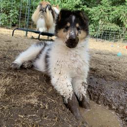 Collie Puppies from Meissa Collies