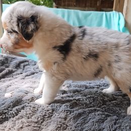 Boy 1 - Black tri-color male Australian Shepherd puppy in Luther, Michigan from Pine River Australian Shepherds