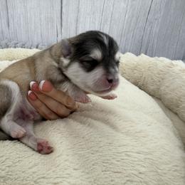 Curly - Silver and white male Pomsky puppy in Eastman, Georgia from Once Upon A Pomsky